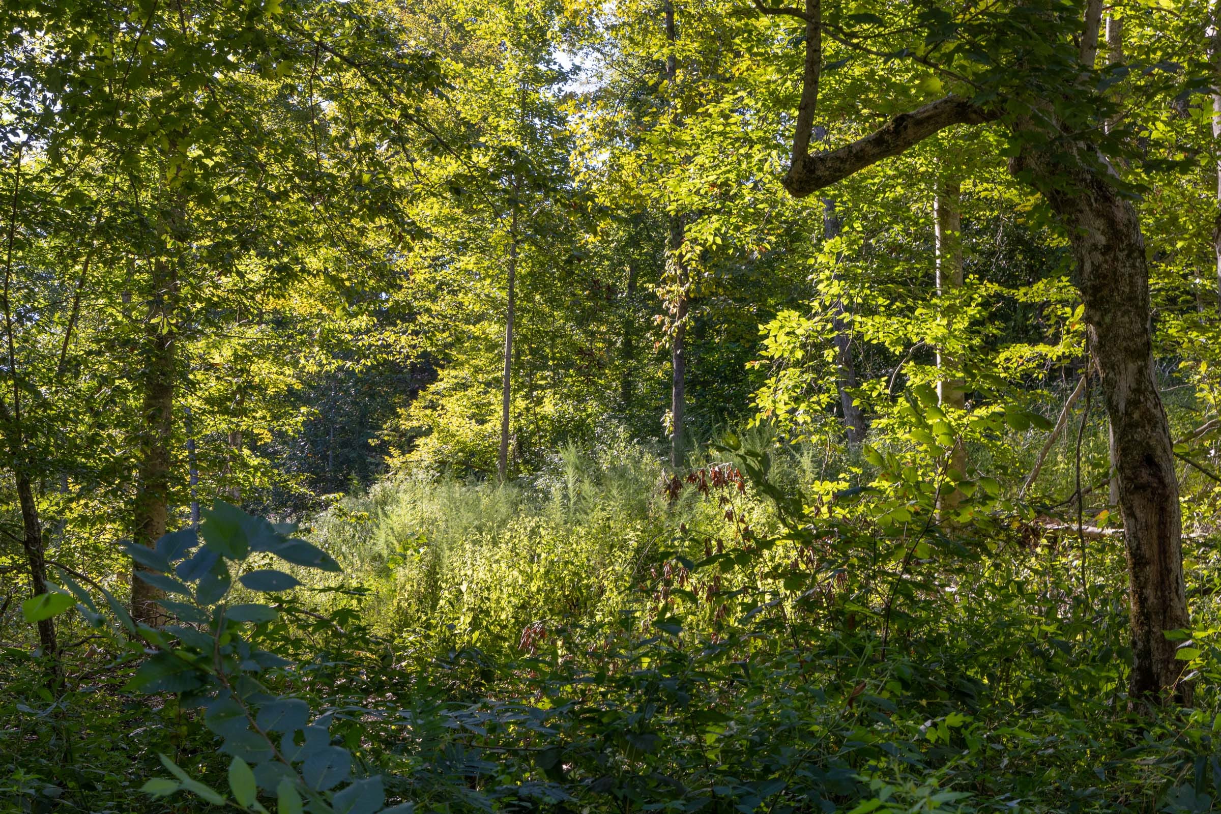 Big White Oak Tract 10 photo 3