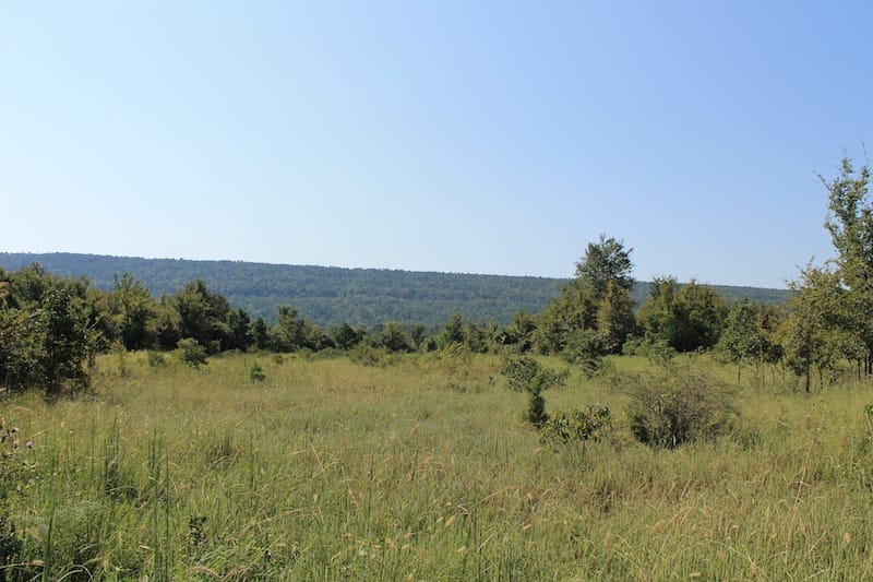 Daisy Meadows Tract 24 photo 2