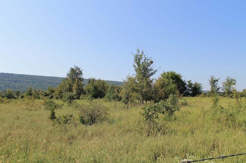 Daisy Meadows Tract 24 photo 3