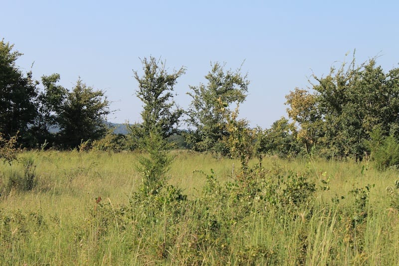 Daisy Meadows Tract 24 photo 4