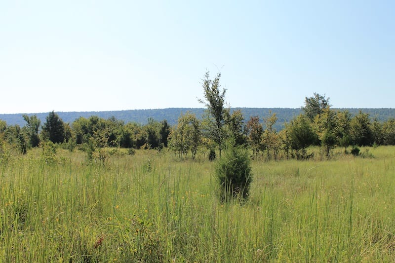 Daisy Meadows Tract 24 photo 5
