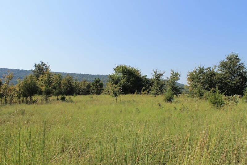 Daisy Meadows Tract 24 photo 6