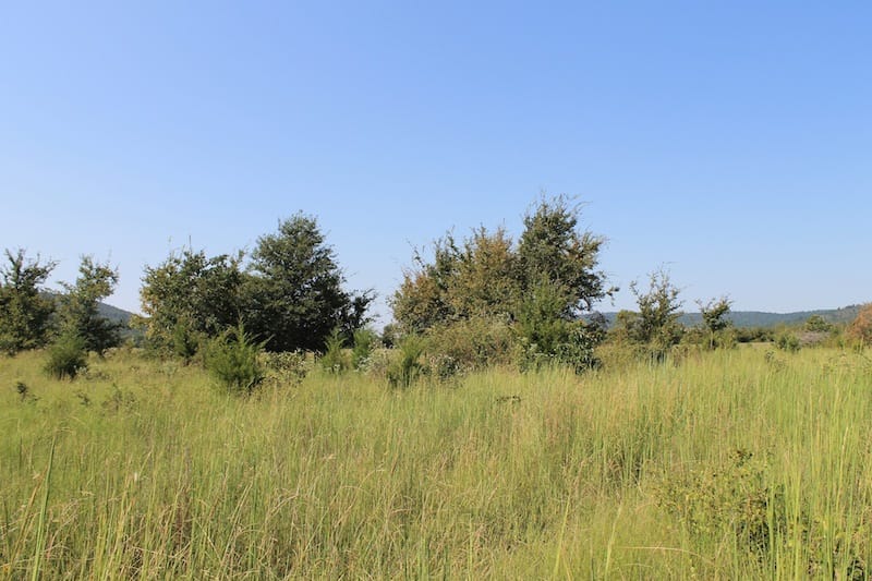 Daisy Meadows Tract 24 photo 7
