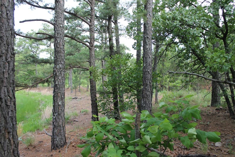 Indian Ridge – Phase II Tract 45 photo 4