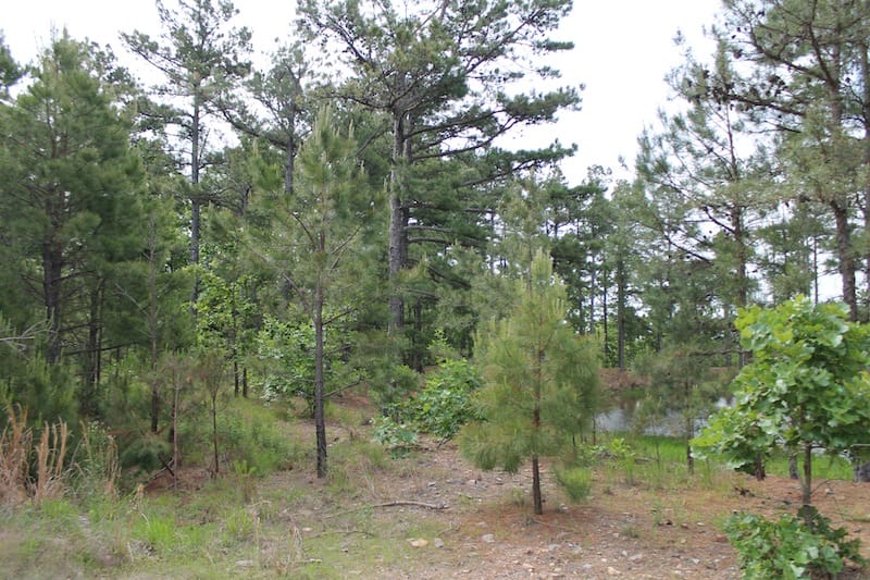 Indian Ridge – Phase II Tract 45 photo 11