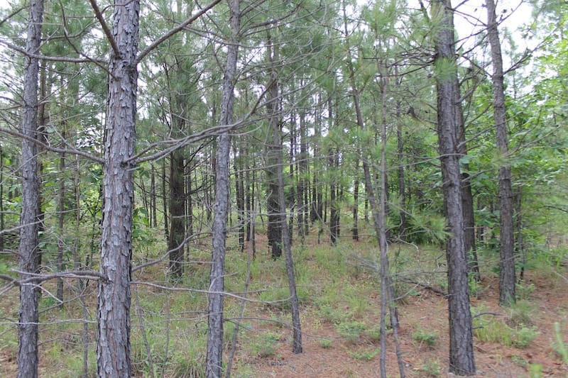 Indian Ridge – Phase II Tract 45 photo 12