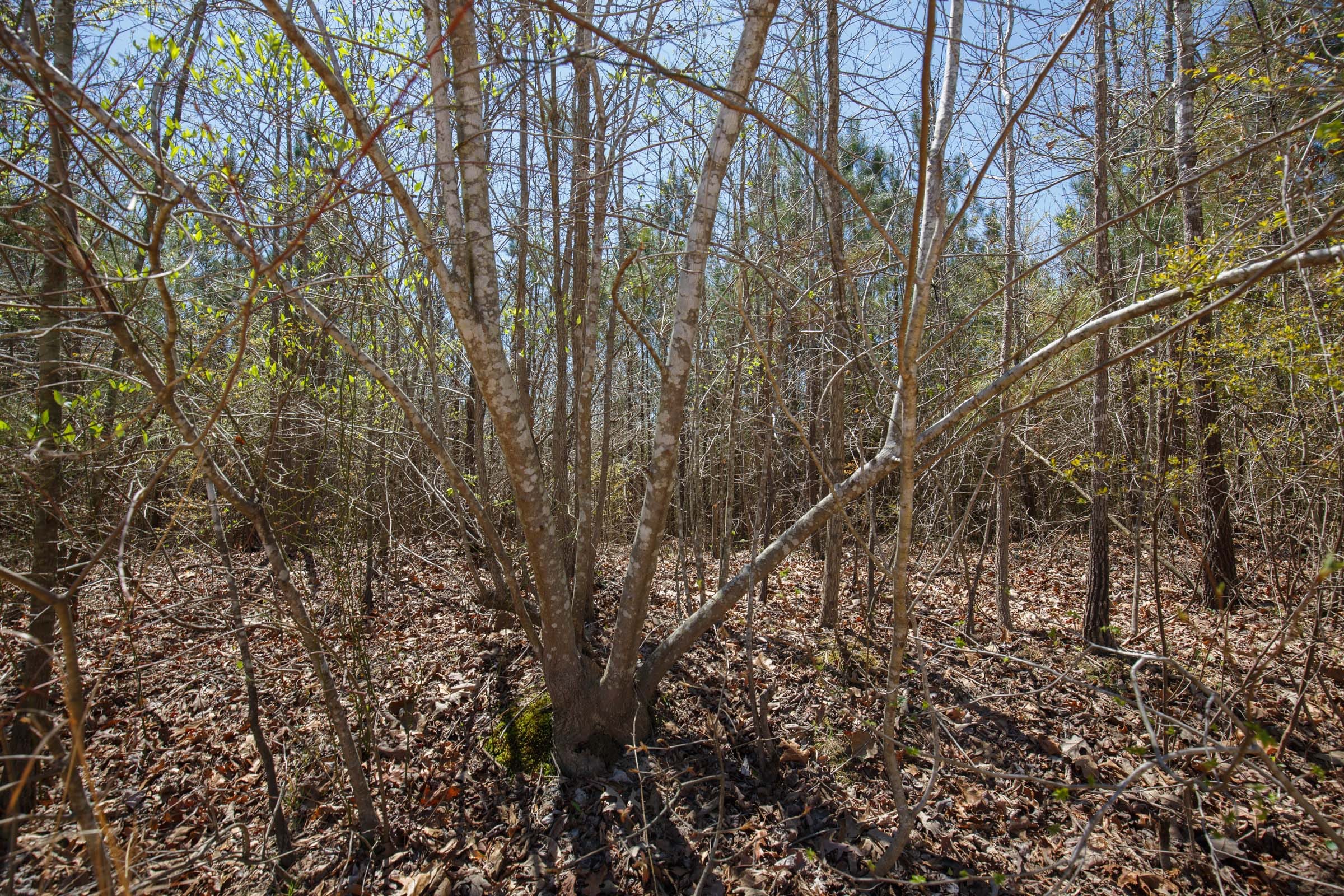 Southern Hills Tract 4 photo 3