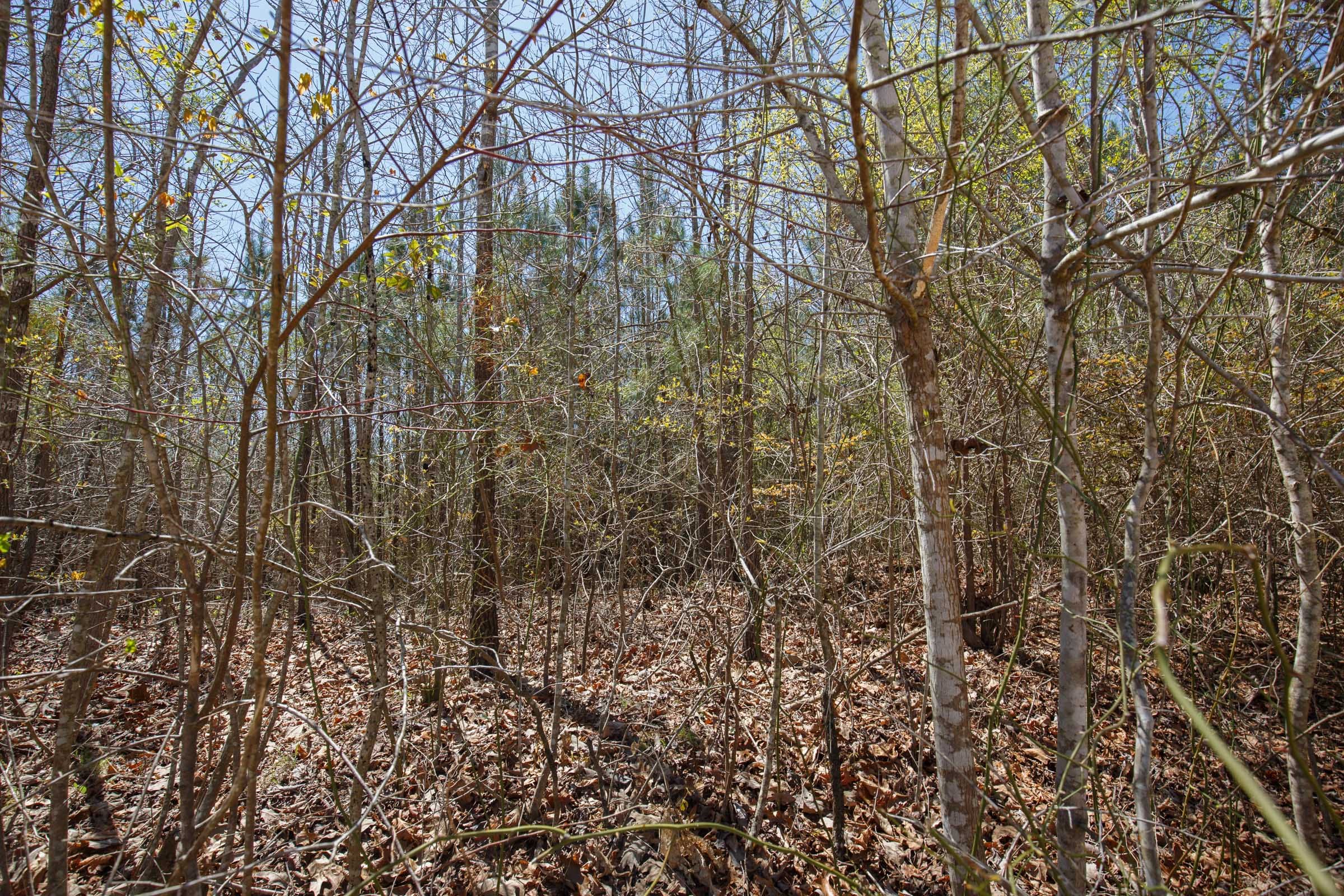 Southern Hills Tract 4 photo 4