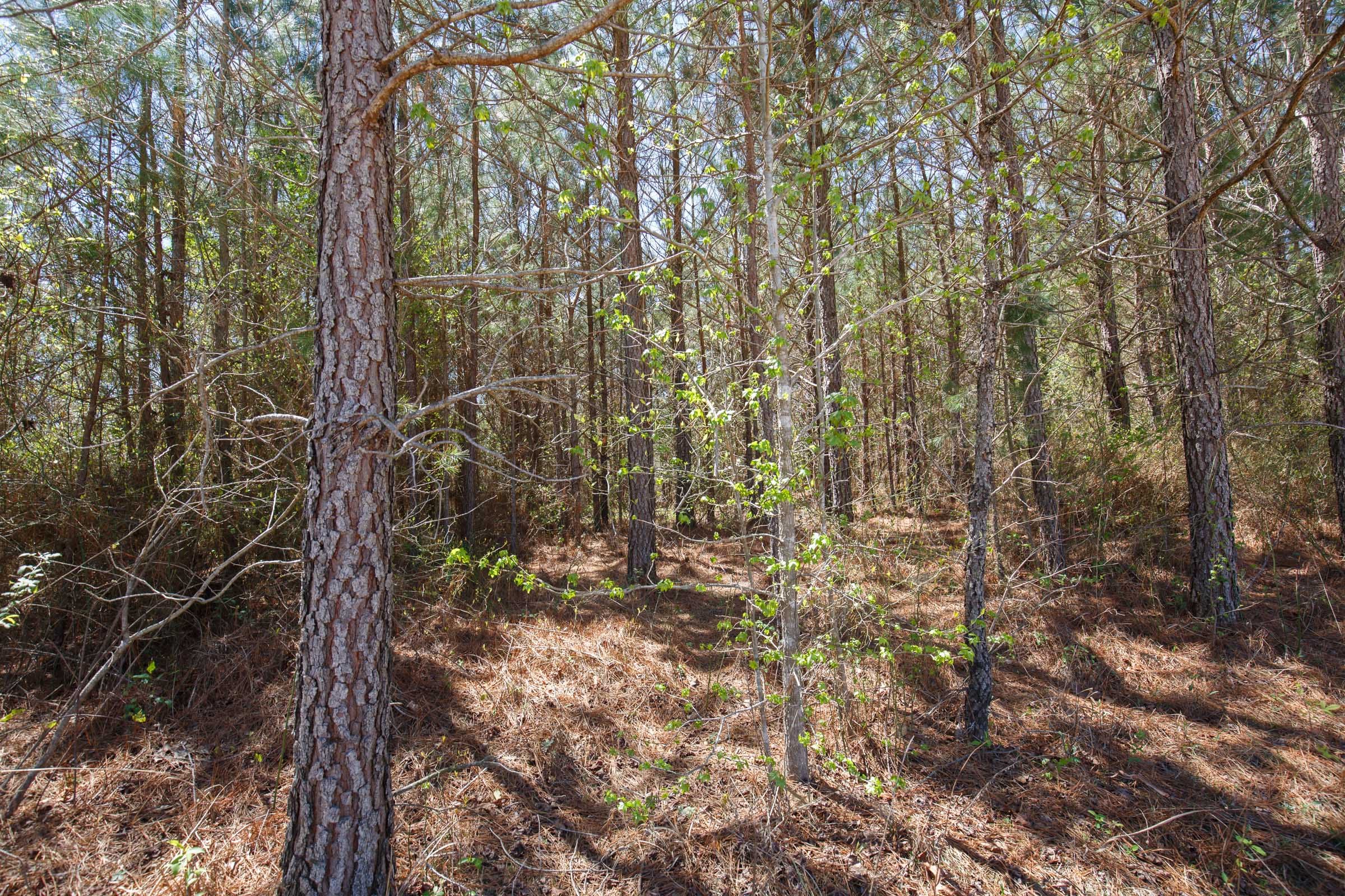 Southern Hills Tract 4 photo 8