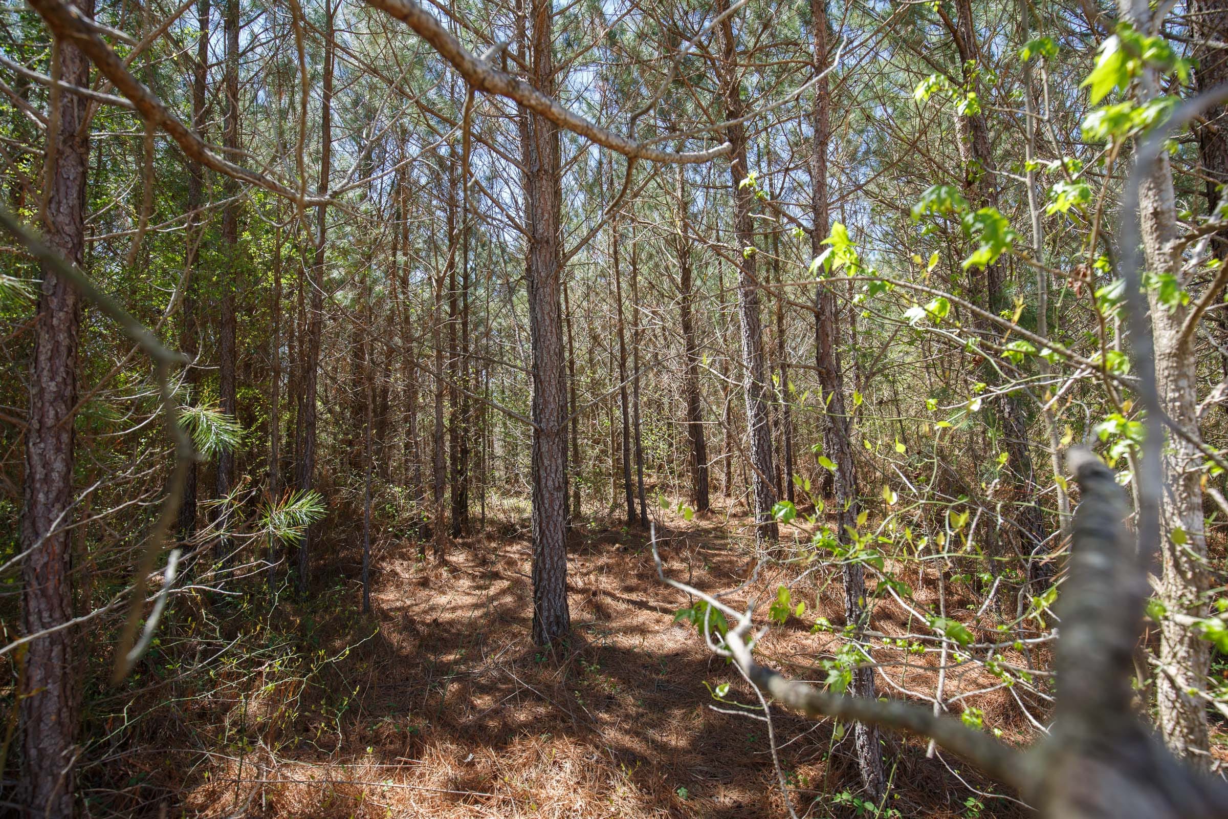 Southern Hills Tract 4 photo 9