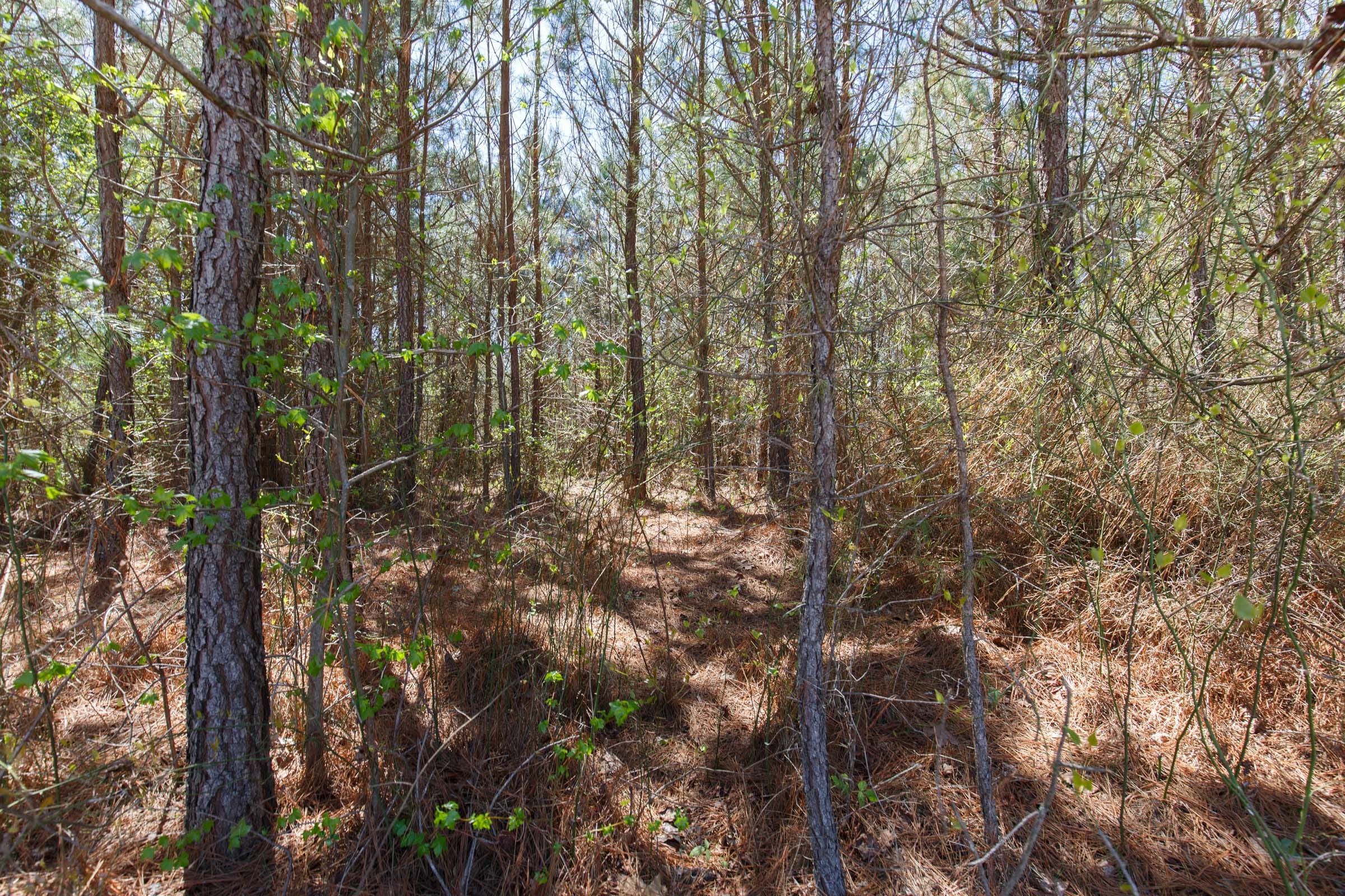 Southern Hills Tract 4 photo 10
