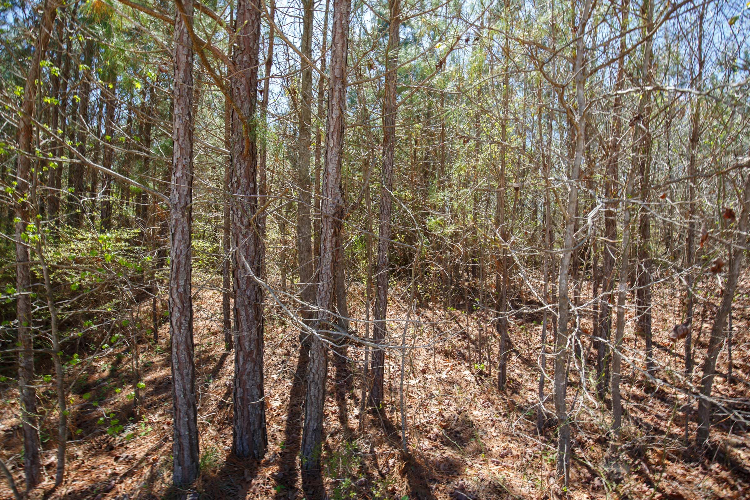 Southern Hills Tract 4 photo 13