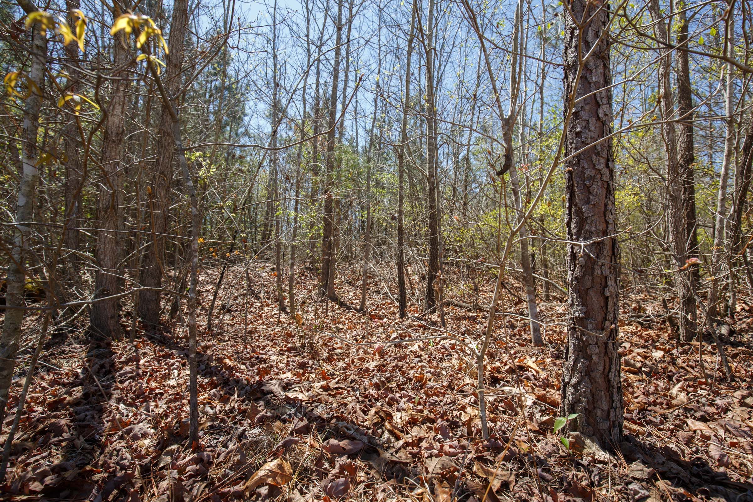 Southern Hills Tract 4 photo 14