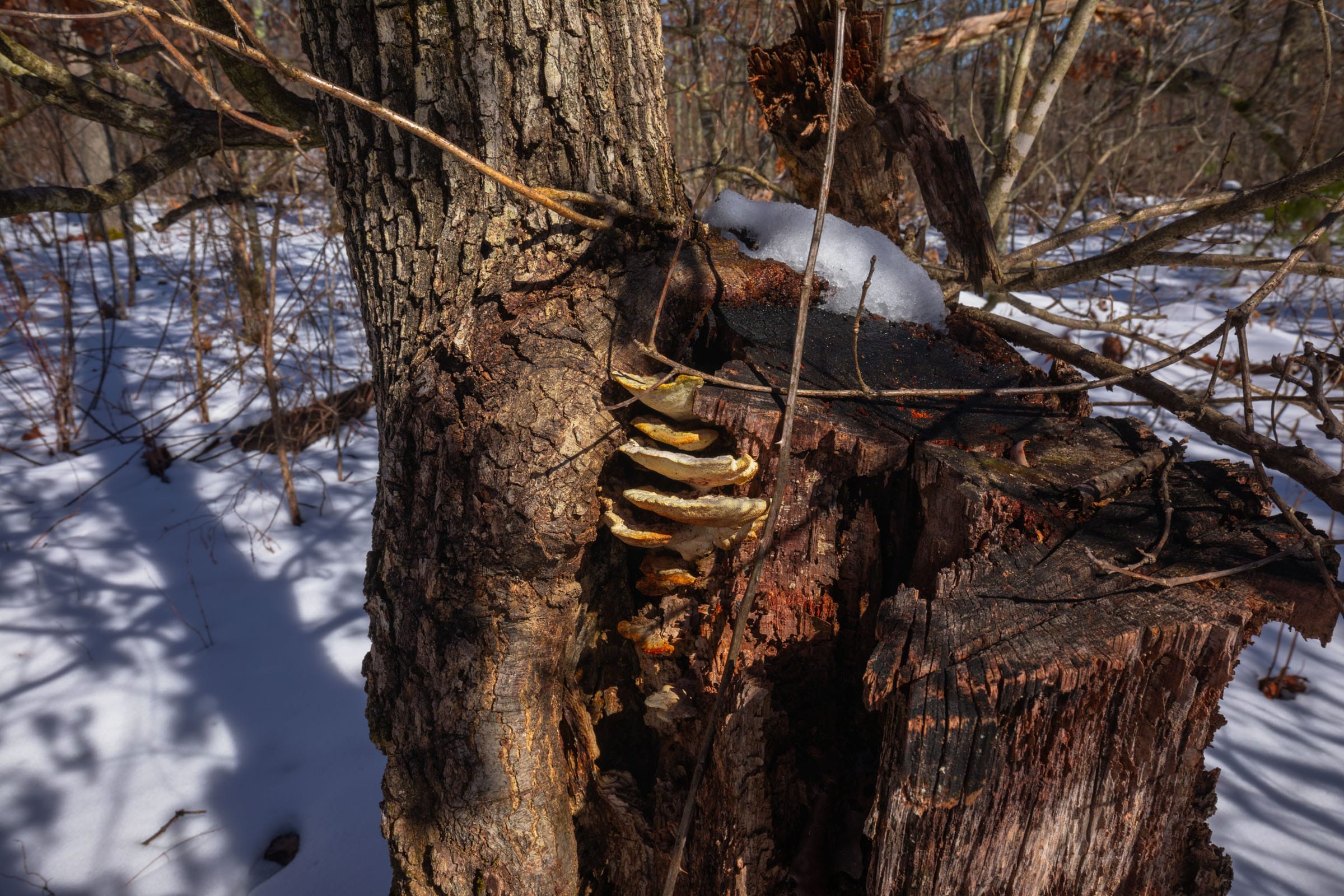 Sleepy Hollow Phase I Tract 56 photo 4