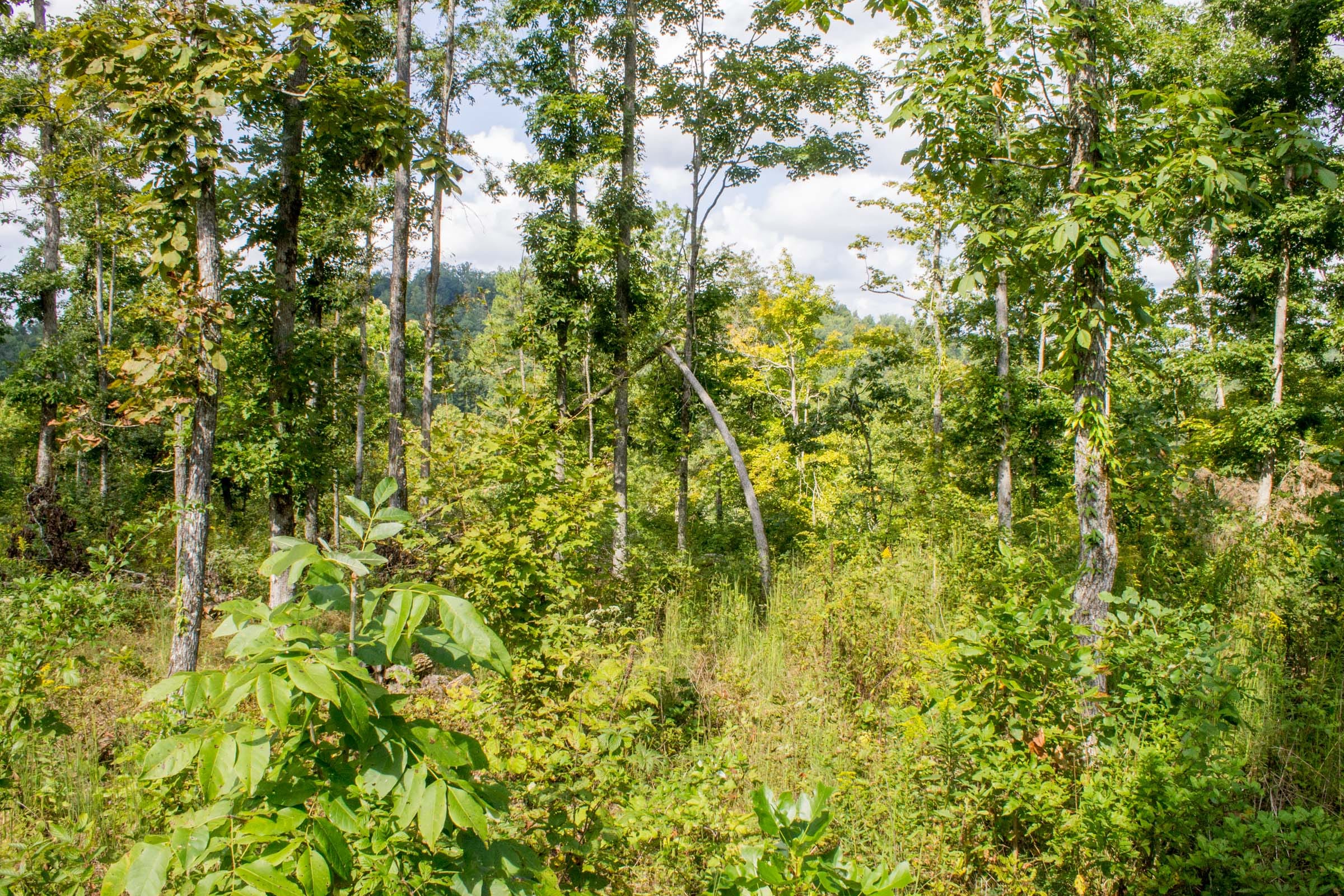 Buck Run Ridge Tract 22 photo 2