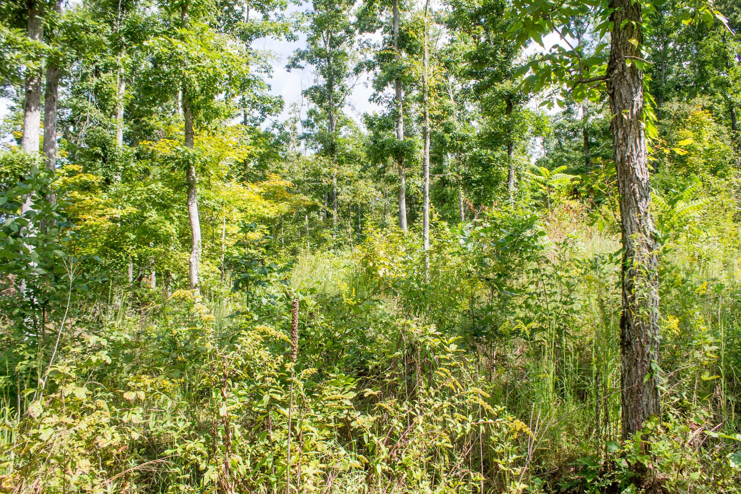 Buck Run Ridge Tract 22 photo 10