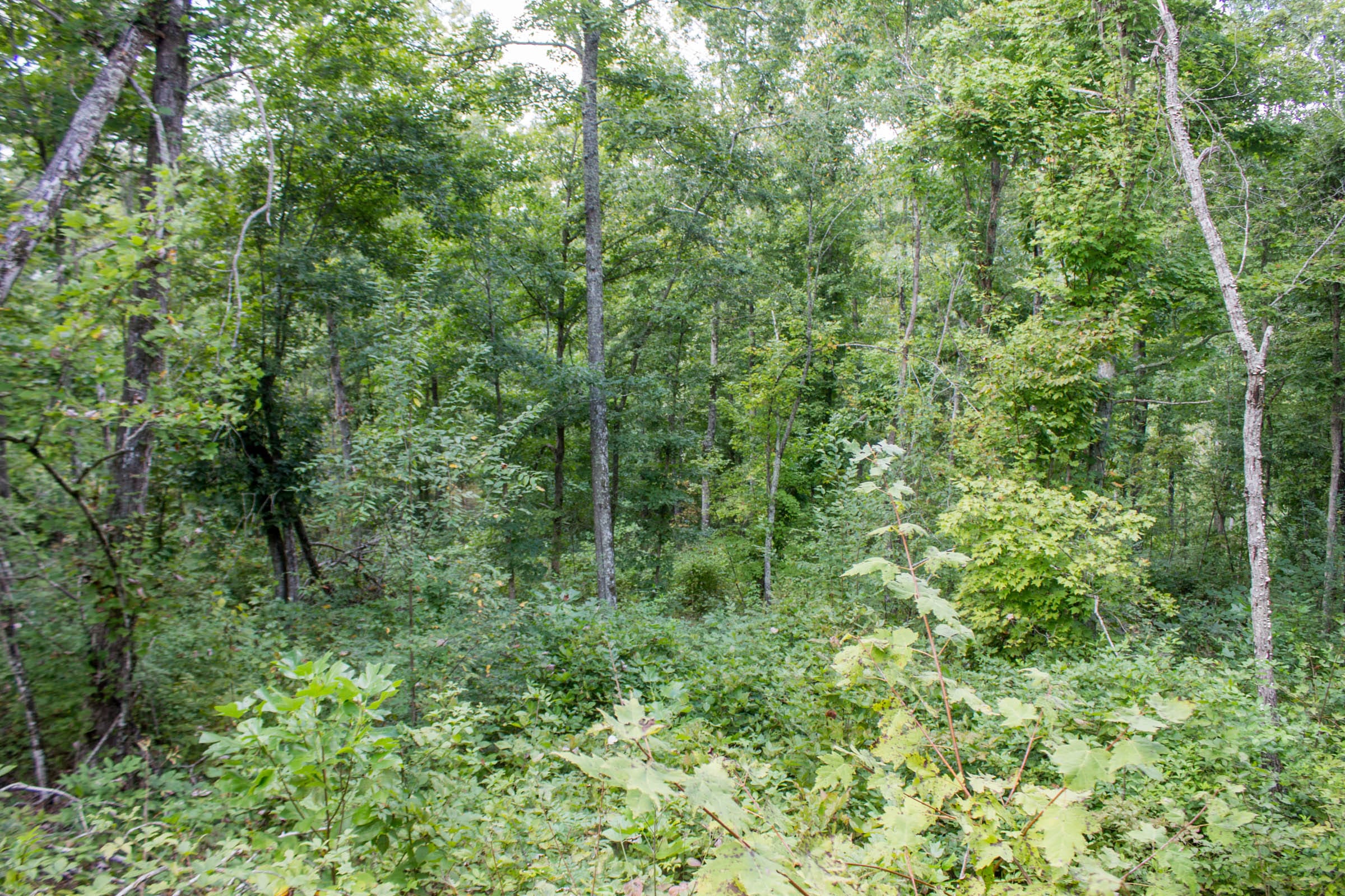 Buck Run Ridge Tract 22 photo 12