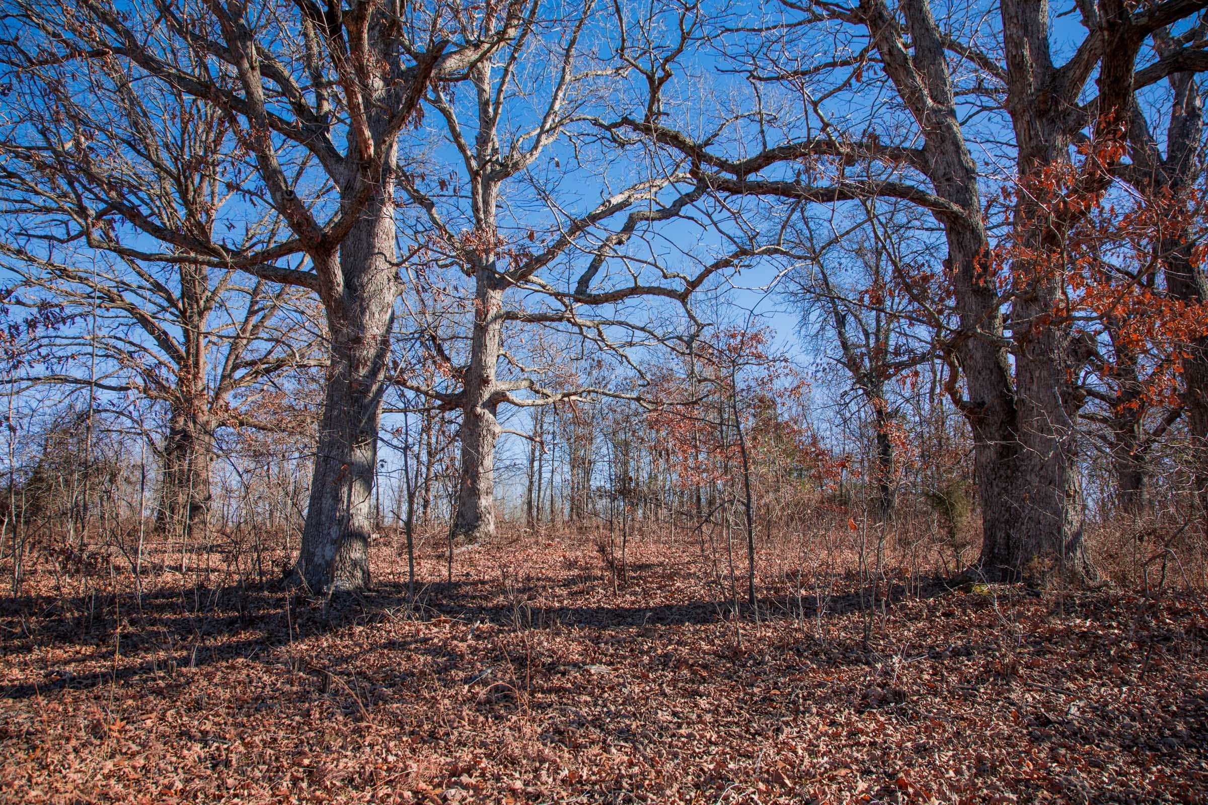 Buffalo Hills Tract 10 photo 4