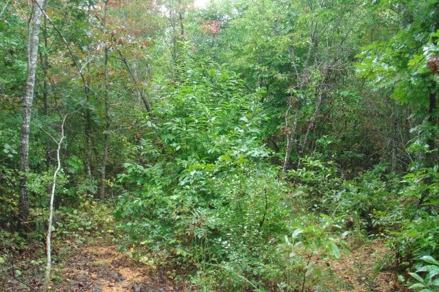 Sugartree Falls Tract 47 photo 1