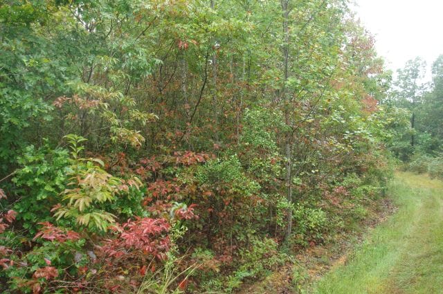 Sugartree Falls Tract 47 photo 2