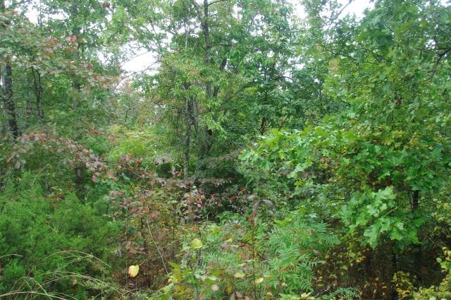 Sugartree Falls Tract 47 photo 3