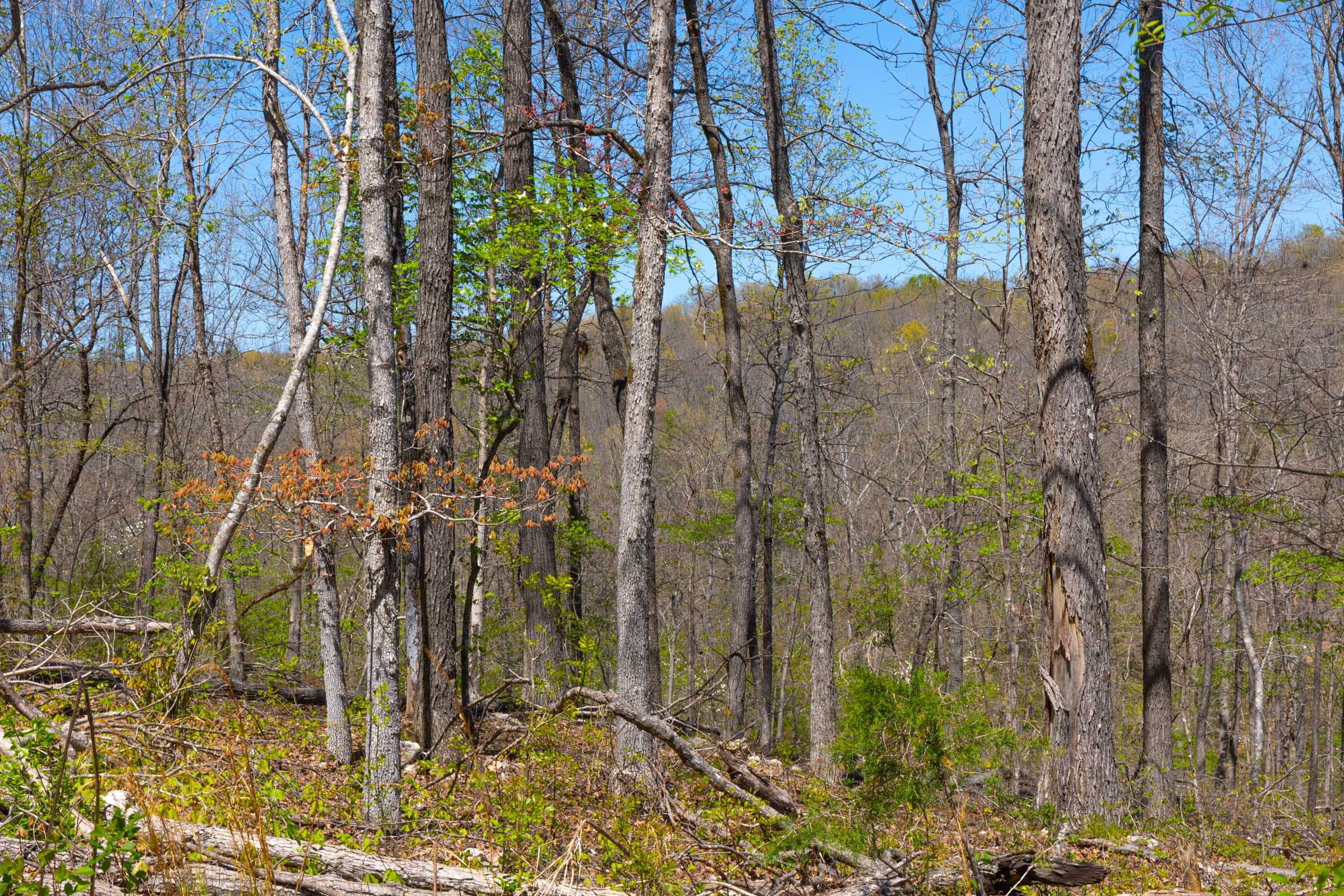 Lazybrook Tract 8 photo 10