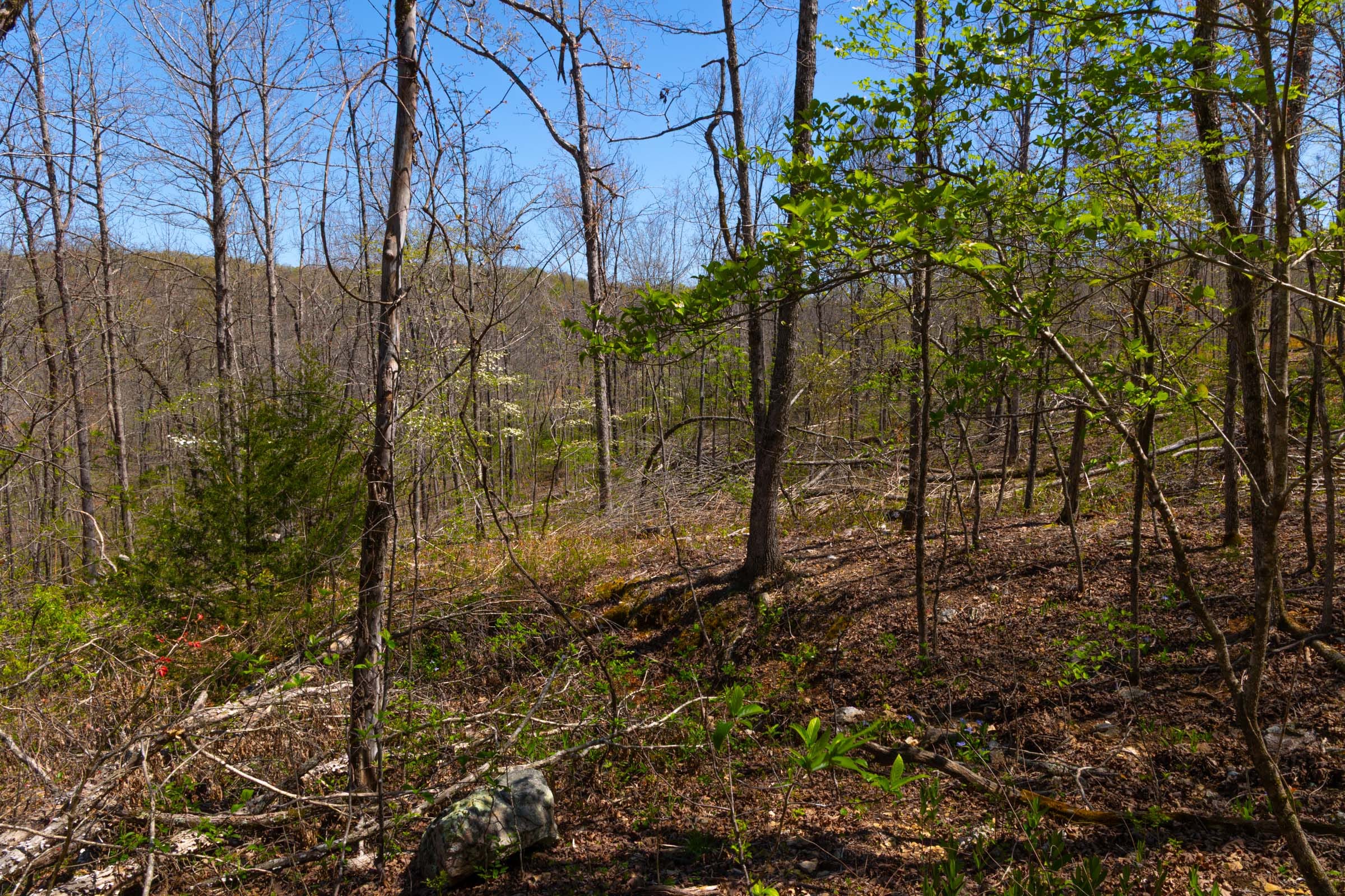 Lazybrook Tract 8 photo 8