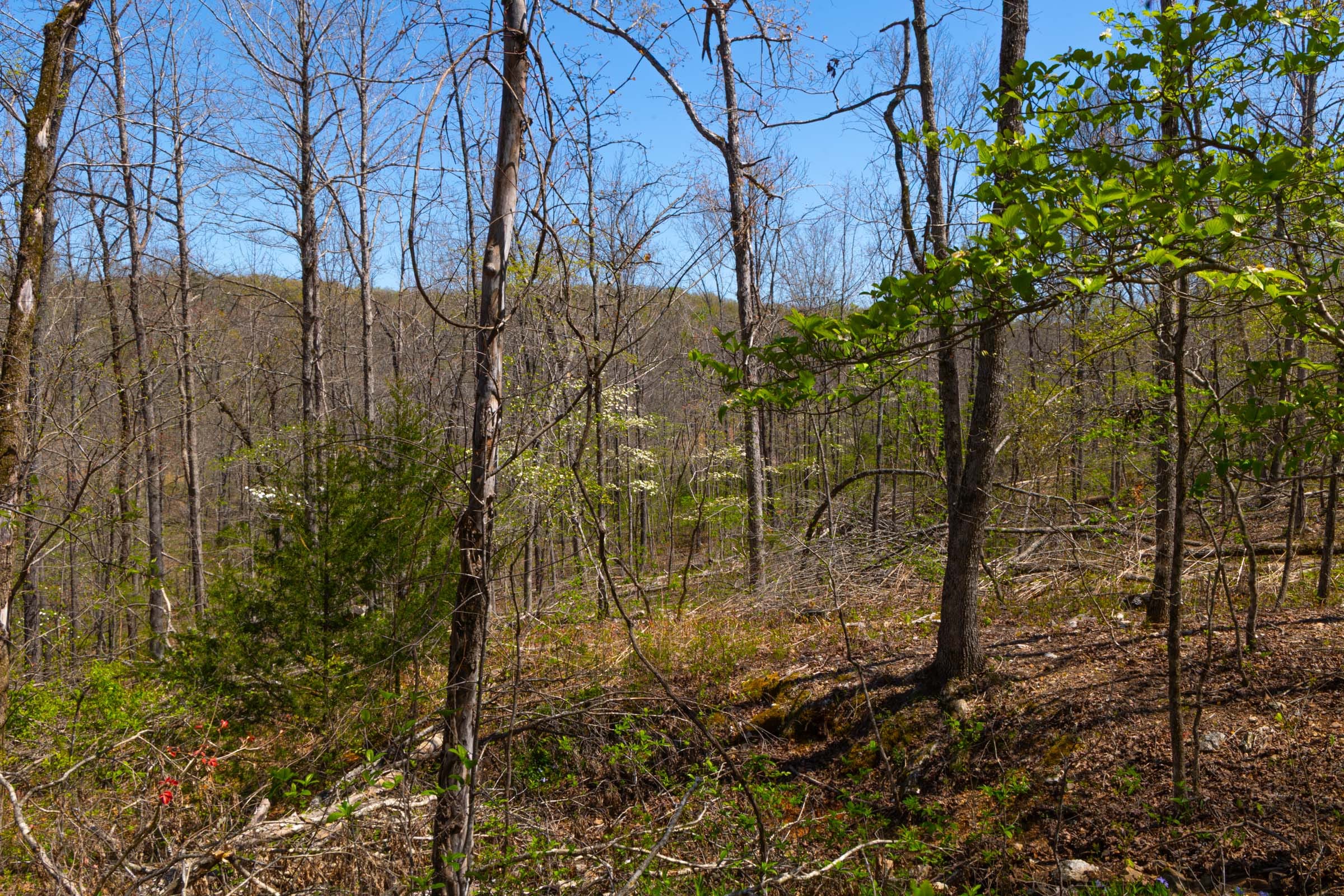 Lazybrook Tract 8 photo 12