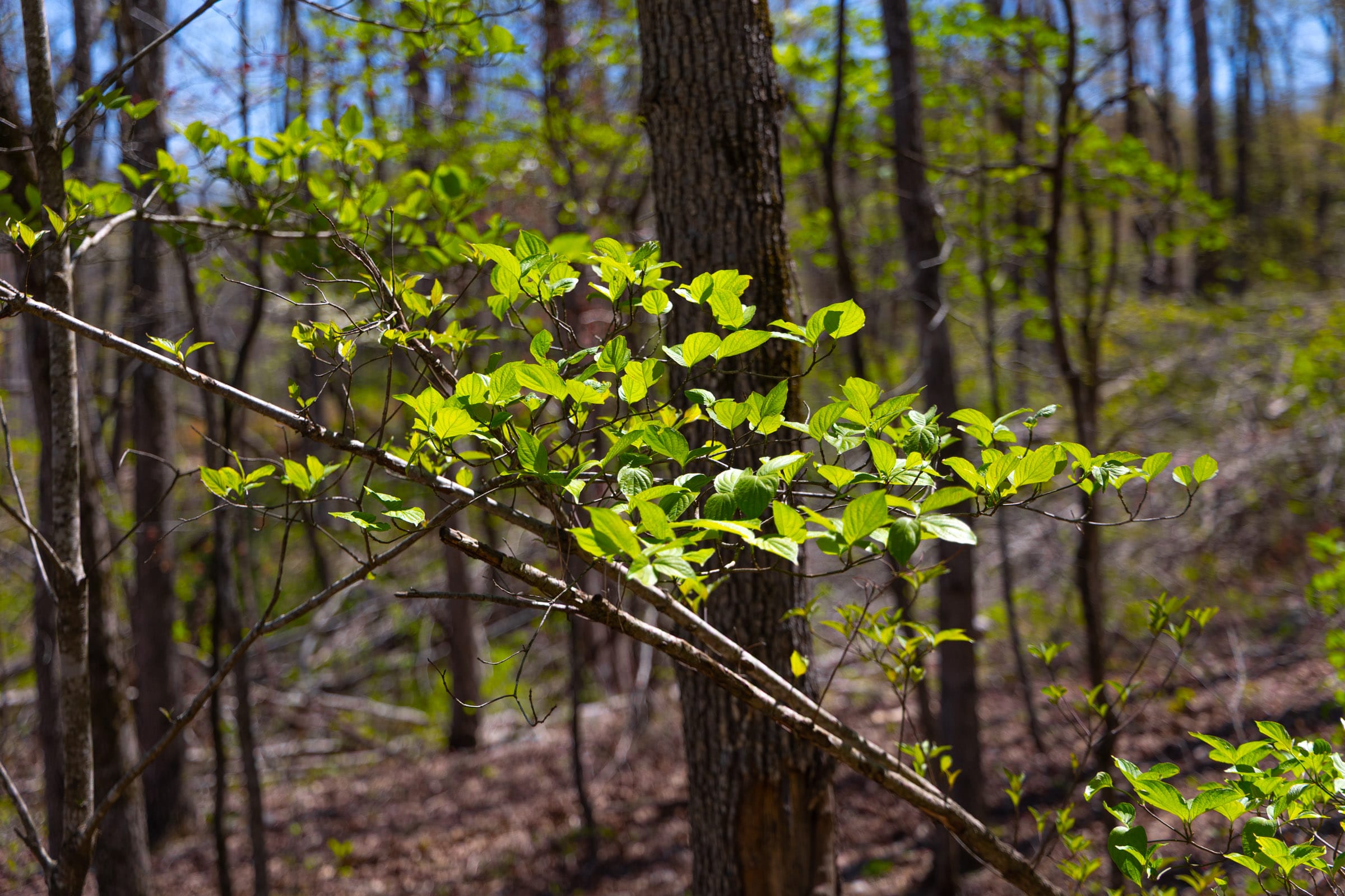 Lazybrook Tract 8 photo 11