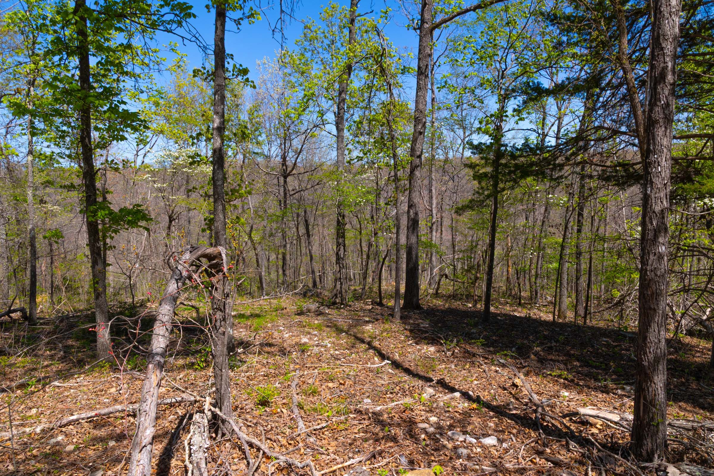 Lazybrook Tract 8 photo 9