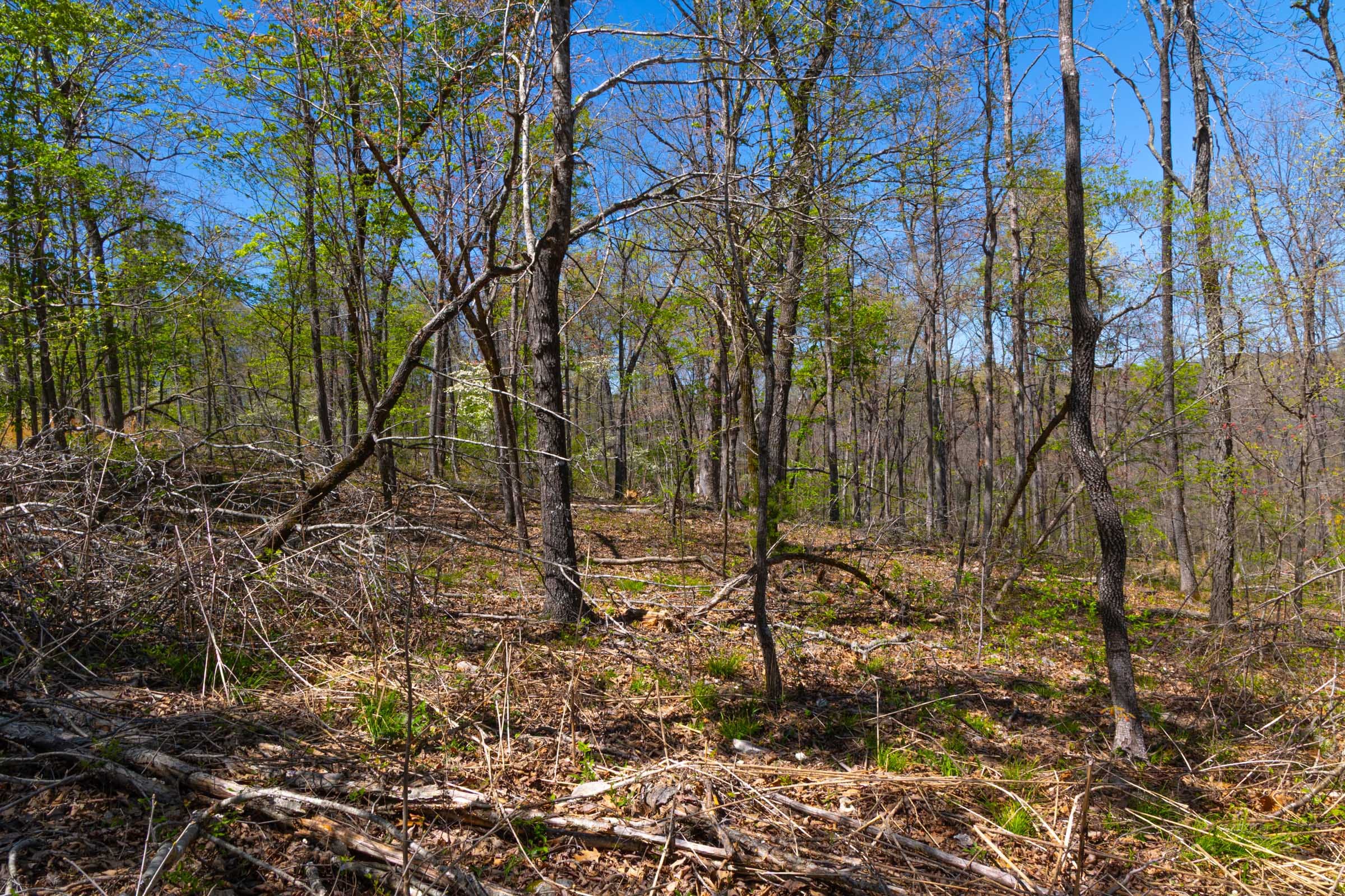 Lazybrook Tract 8 photo 5