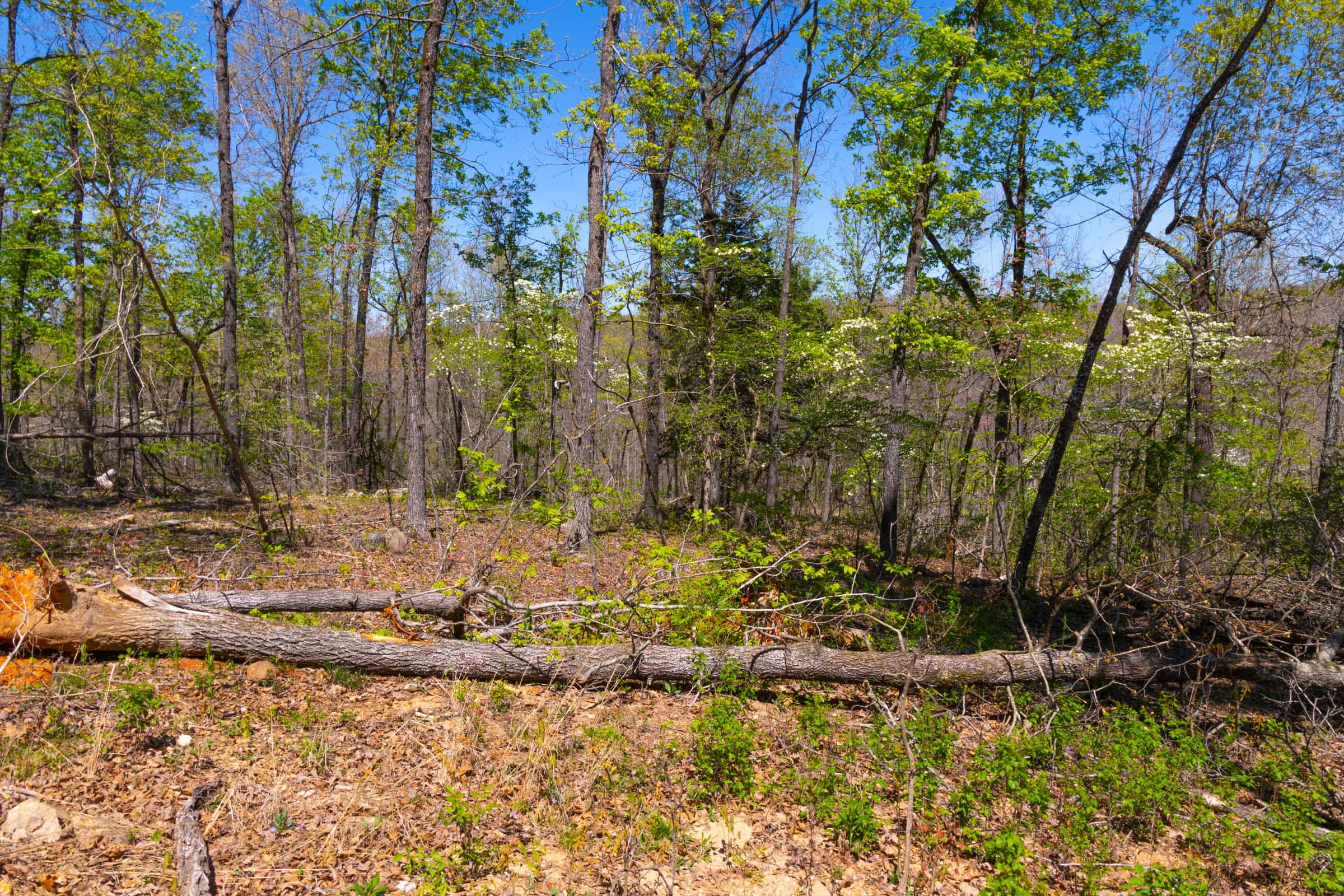Lazybrook Tract 8 photo 6