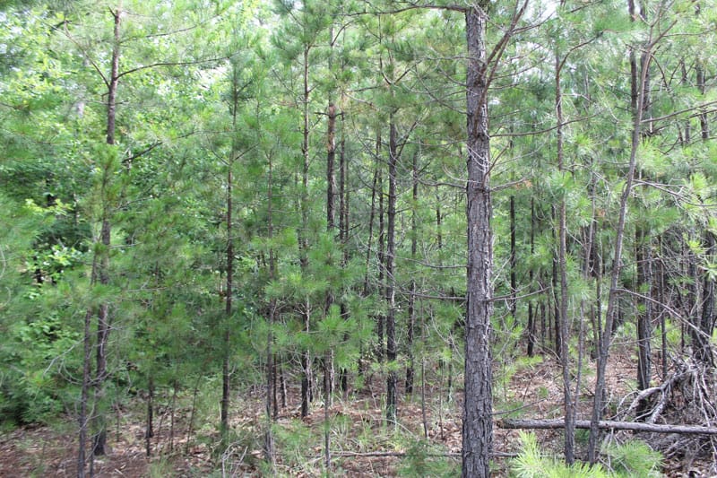 Trophy Ridge Phase III Tract 3 photo 2