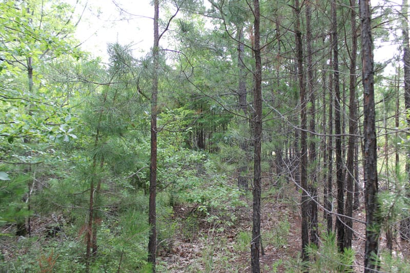 Trophy Ridge Phase III Tract 3 photo 3