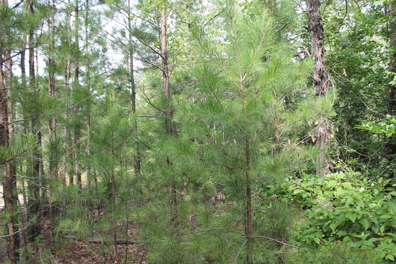 Trophy Ridge Phase III Tract 3 photo 4