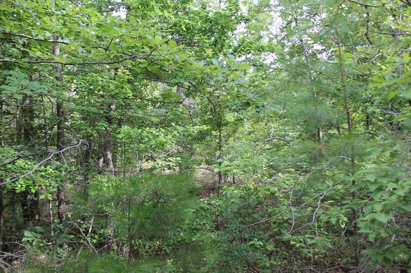 Trophy Ridge Phase III Tract 3 photo 5