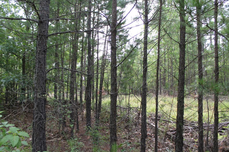 Trophy Ridge Phase III Tract 3 photo 6