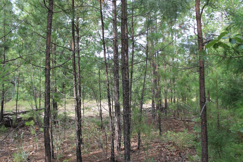 Trophy Ridge Phase III Tract 3 photo 7