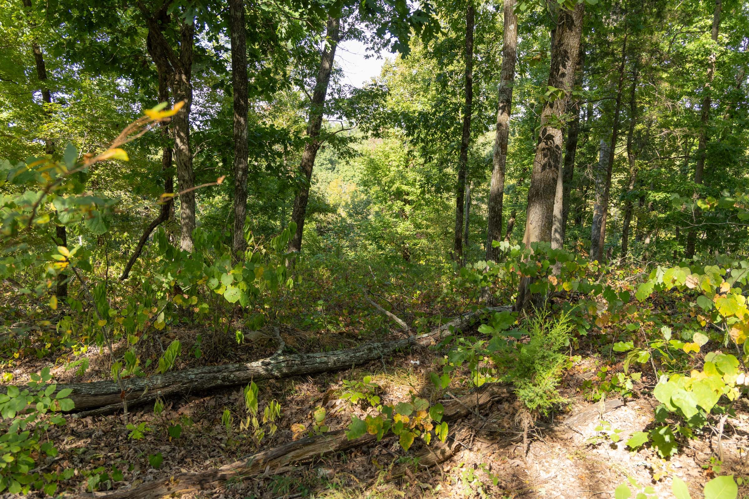 Big White Oak Tract 129 photo 16