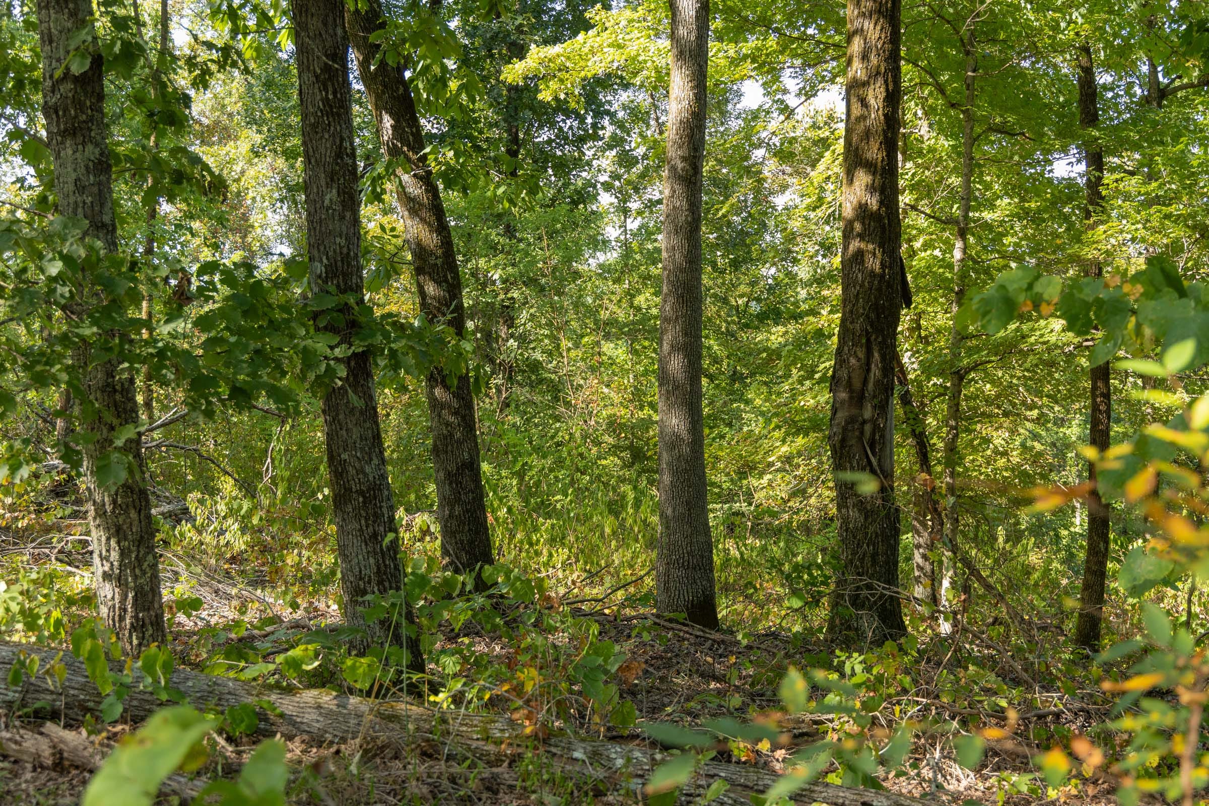 Big White Oak Tract 129 photo 15