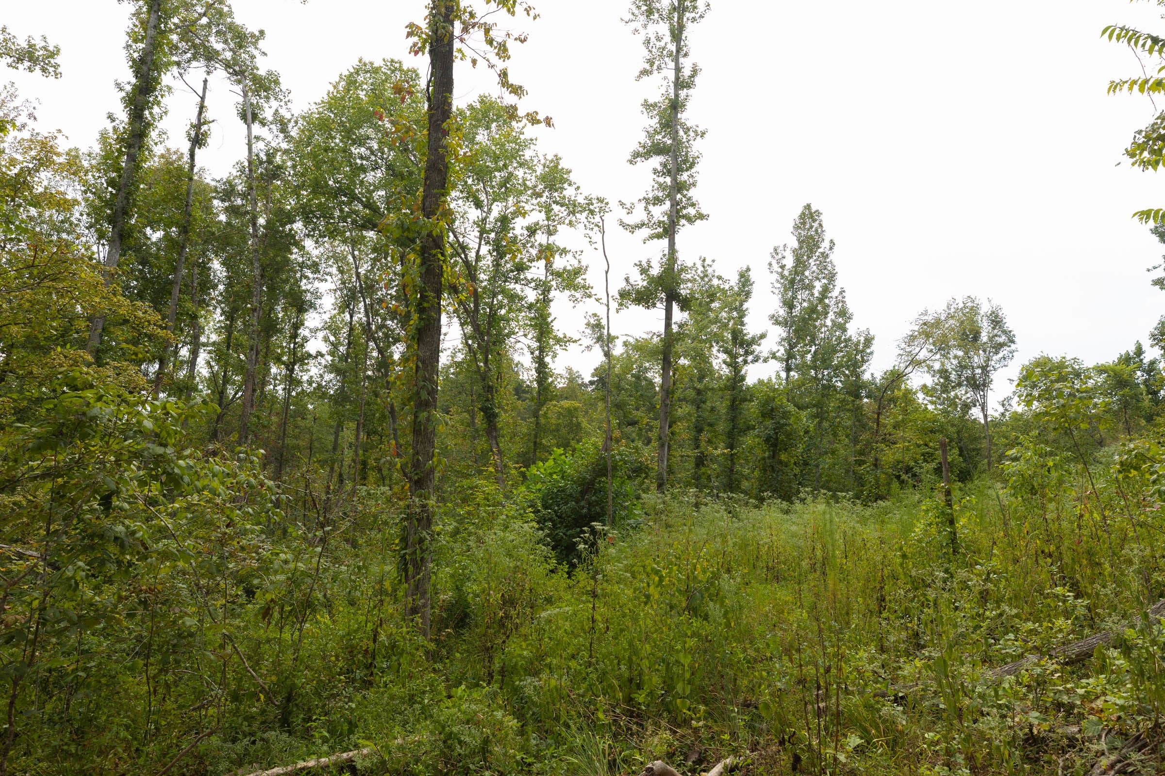Big White Oak Tract 129 photo 13