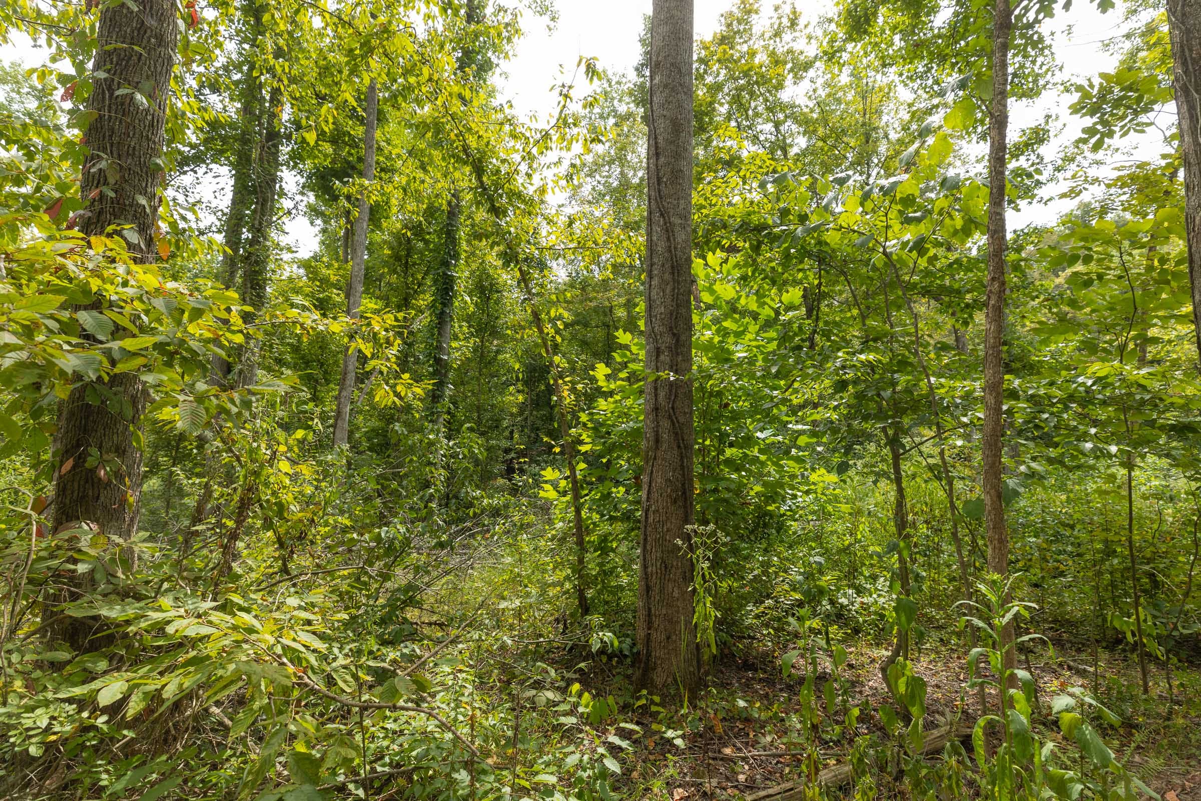 Big White Oak Tract 129 photo 12