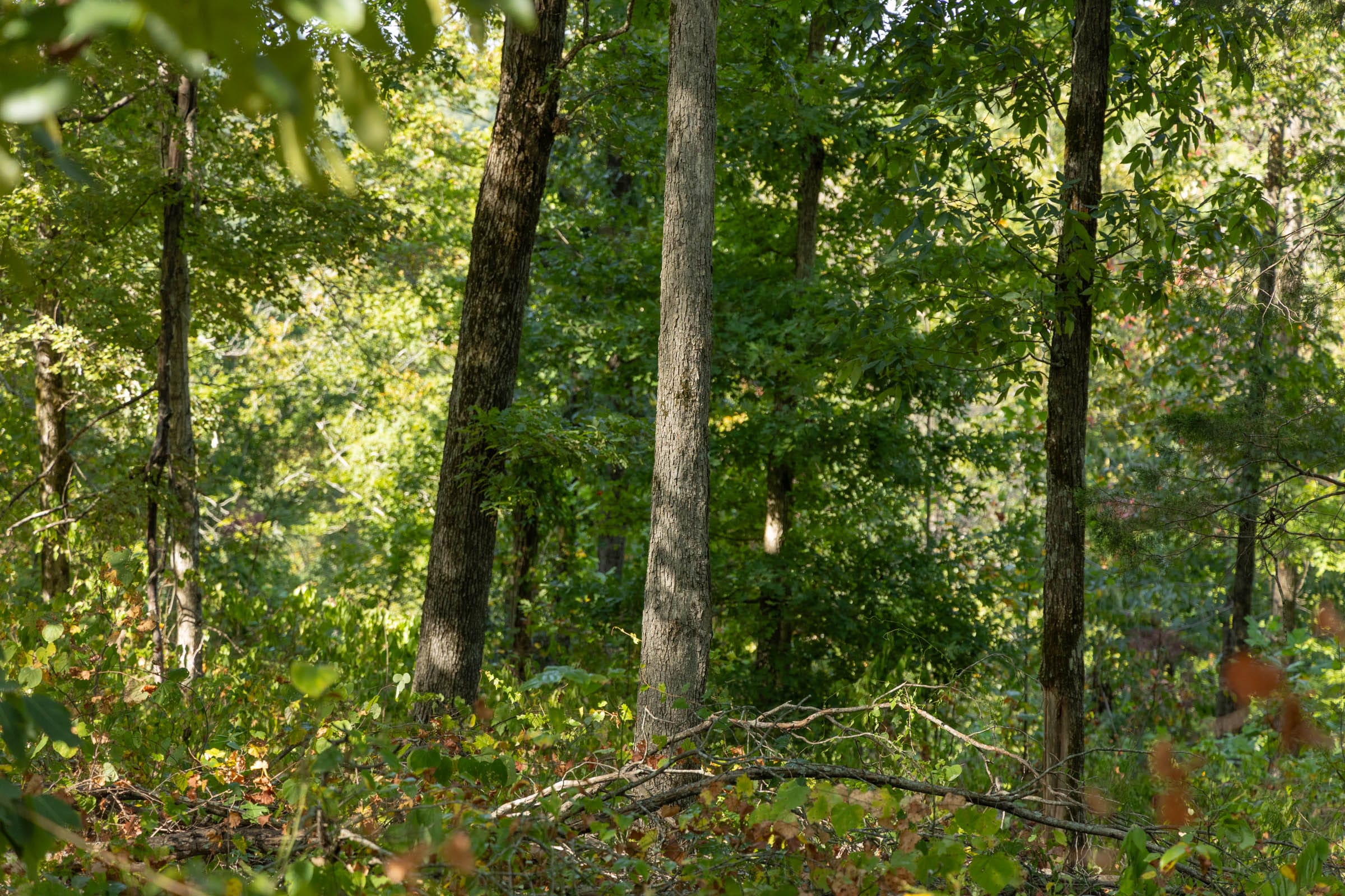 Big White Oak Tract 129 photo 11