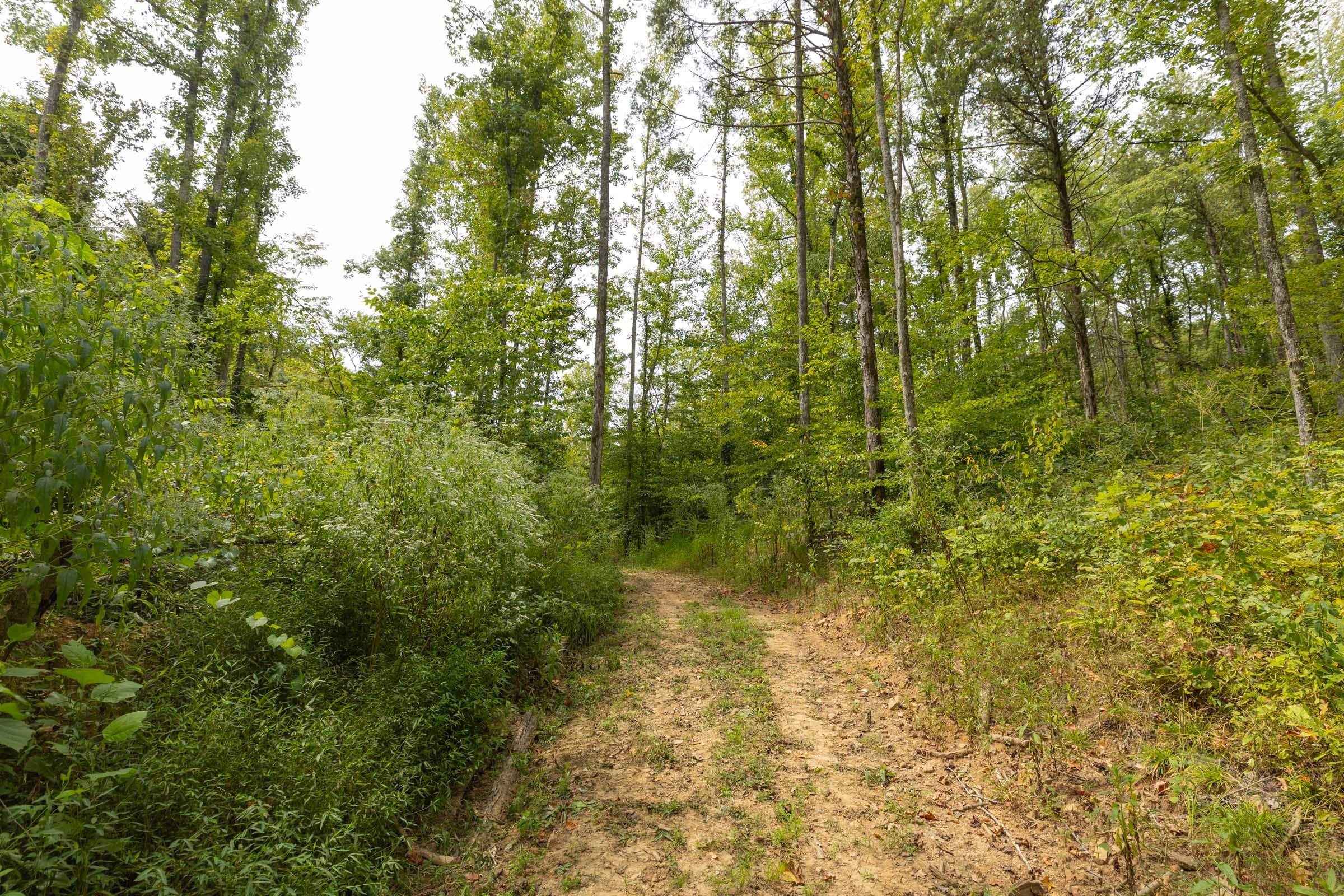 Big White Oak Tract 129 photo 9
