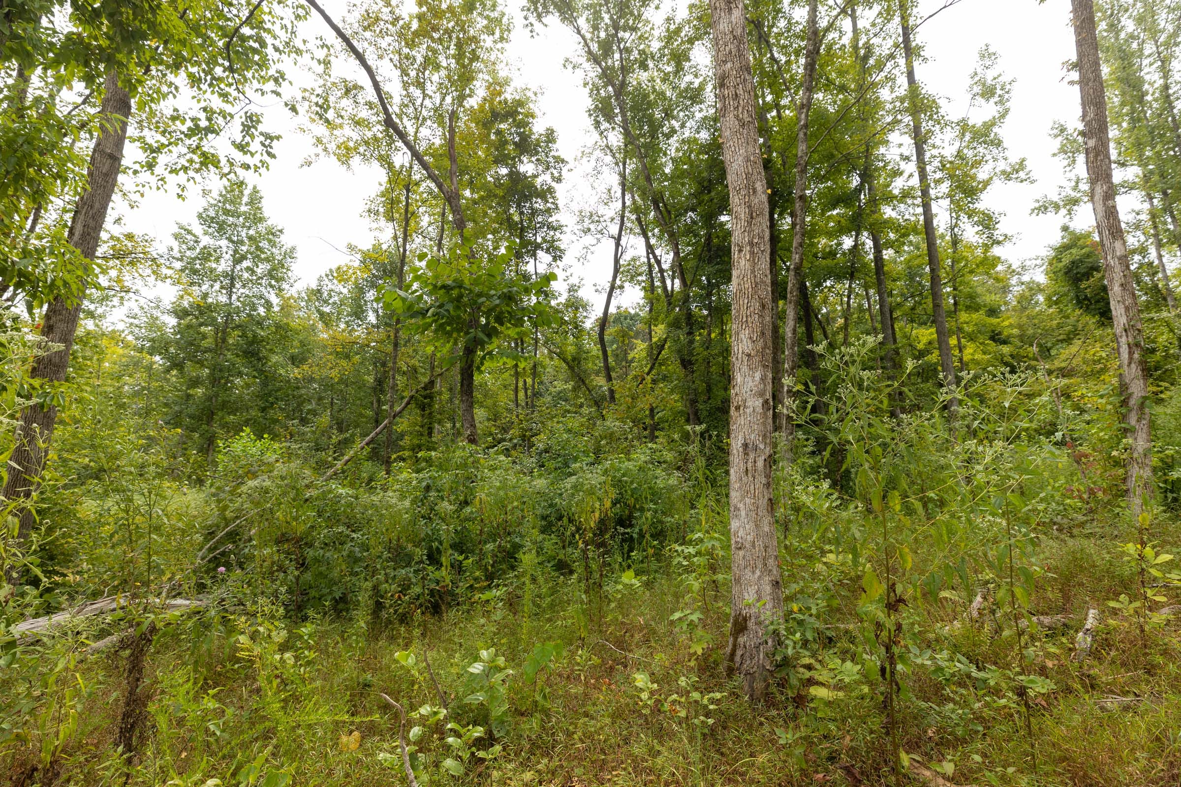 Big White Oak Tract 129 photo 8