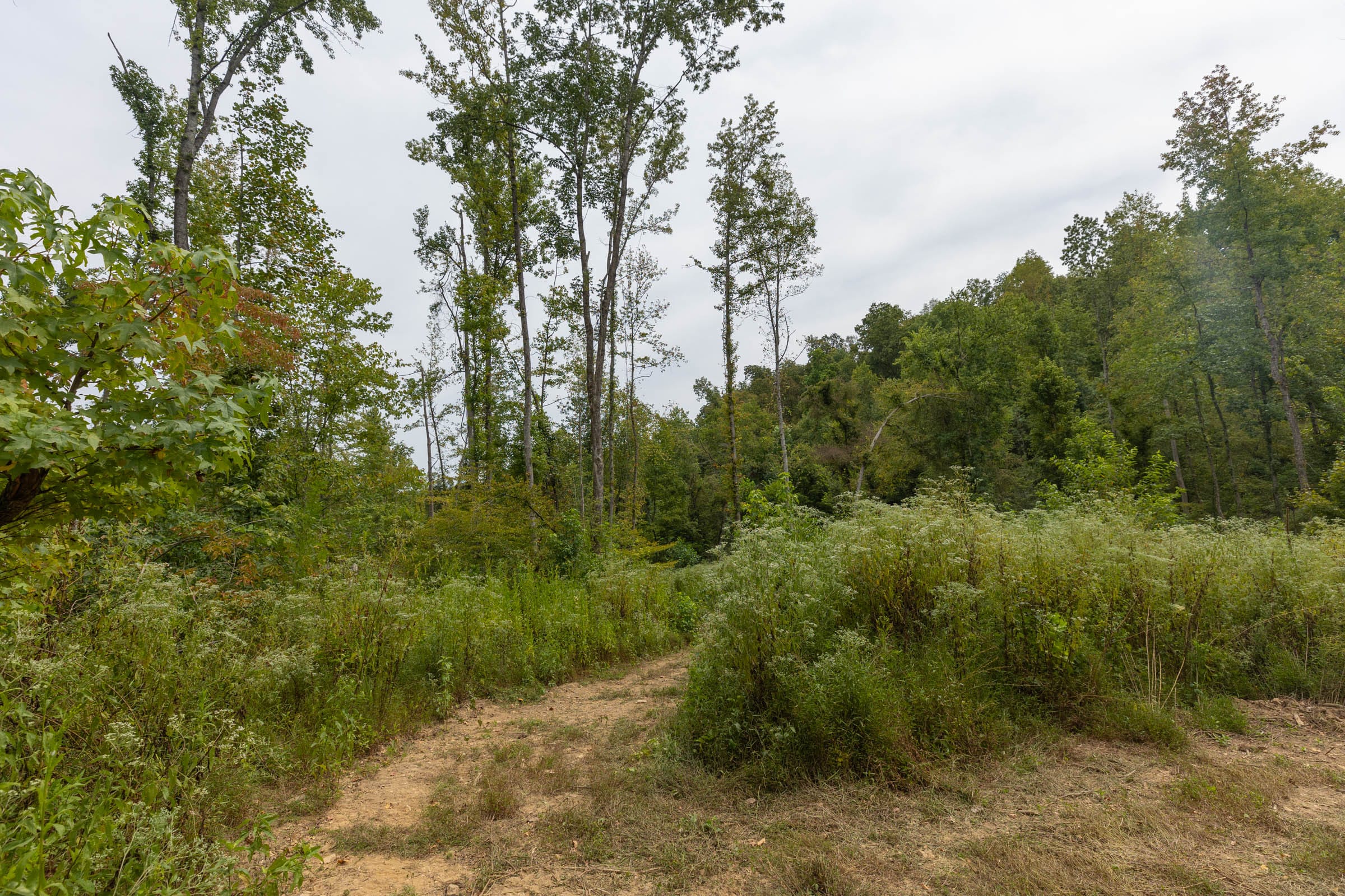 Big White Oak Tract 129 photo 7