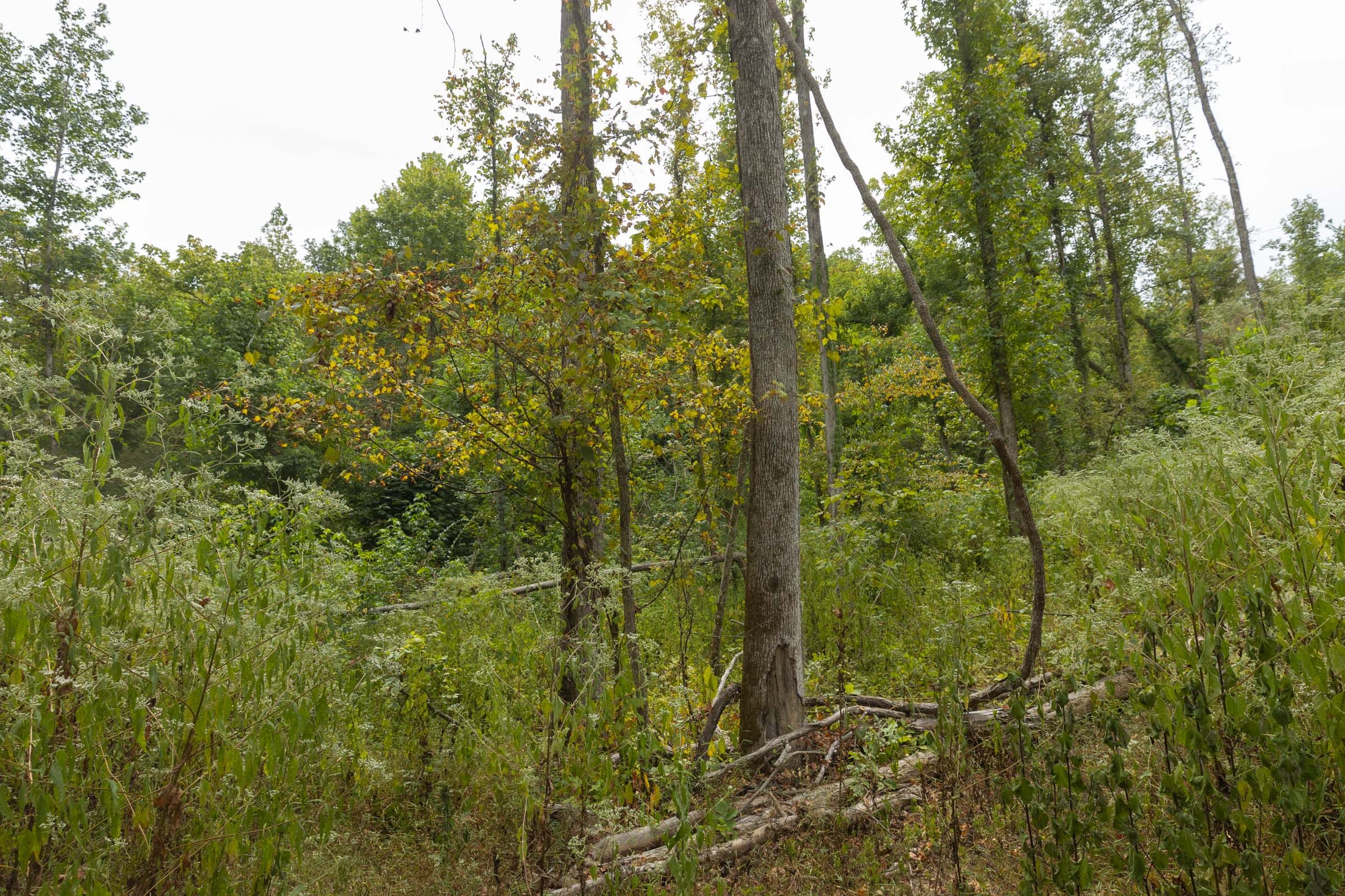 Big White Oak Tract 129 photo 6