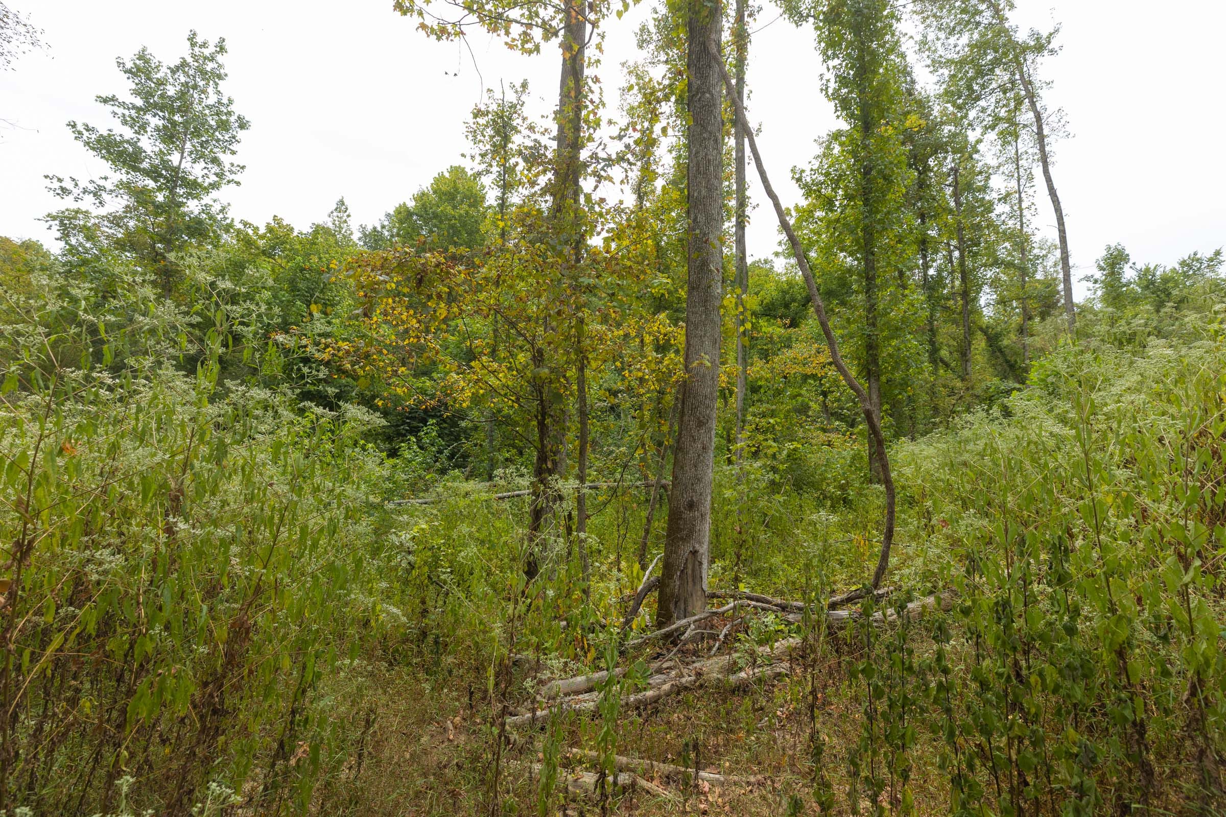 Big White Oak Tract 129 photo 5