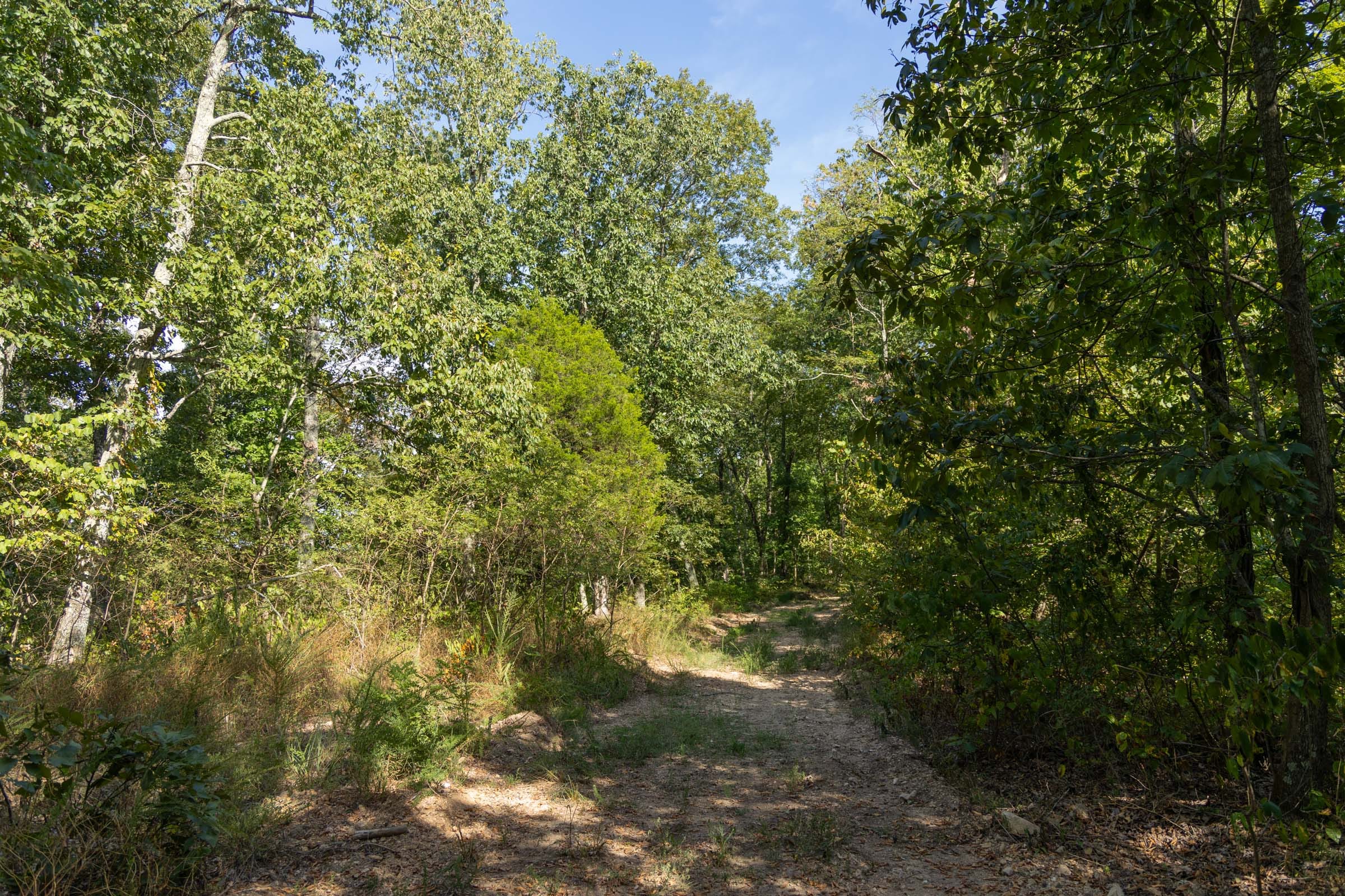 Big White Oak Tract 129 photo 4