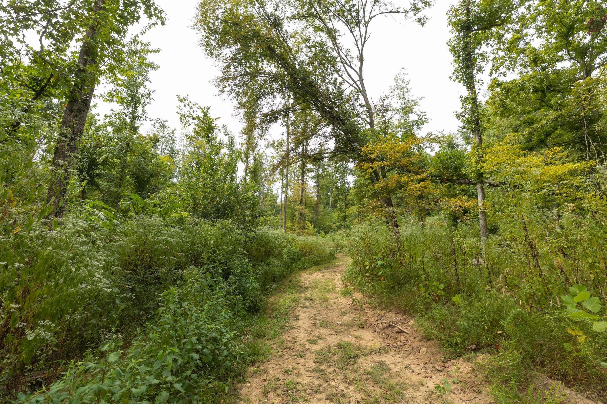 Big White Oak Tract 129 photo 3